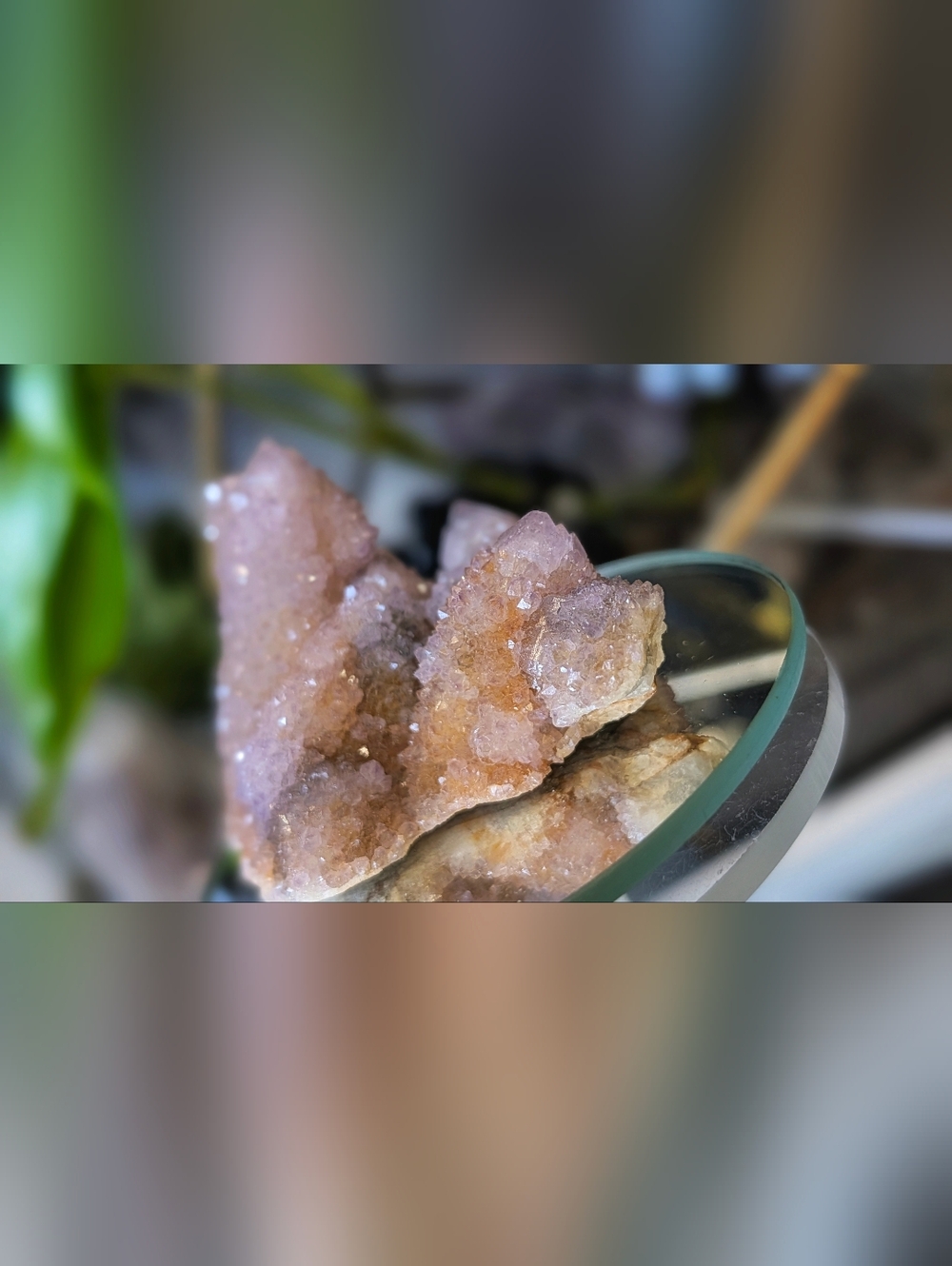 Ametrine Spirit Cactus Quartz Crystal Cluster